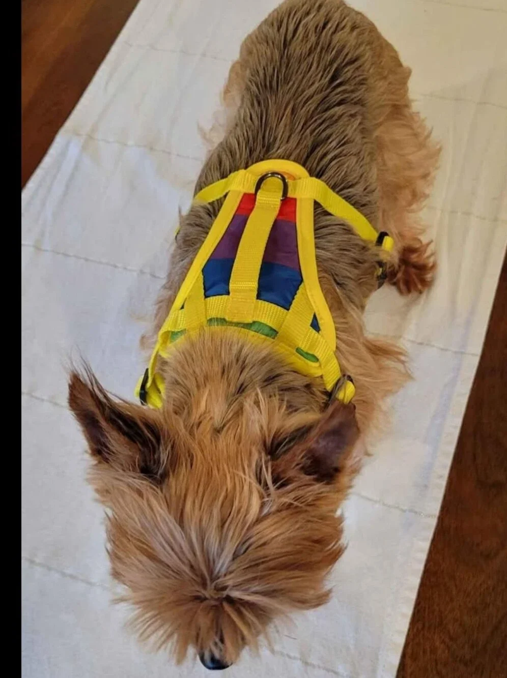 Canada Pooch 